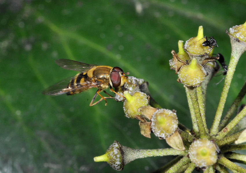 La vespa, il sirfide e la mosca